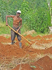 Haiti farmer