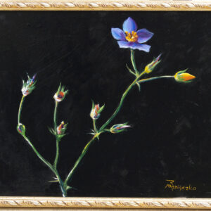 Blue Wildflower