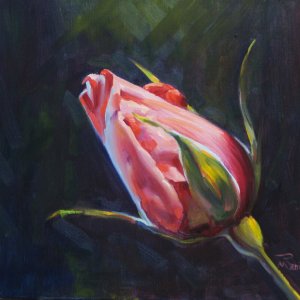 Rose Bud