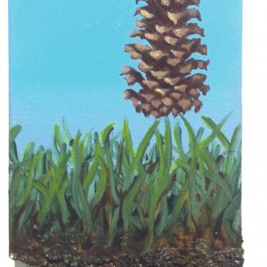 My Back Yard - Pine Cone