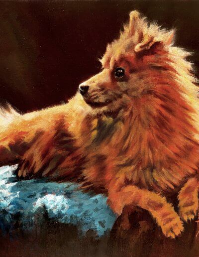 Baher Pomeranian