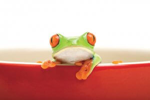 frog