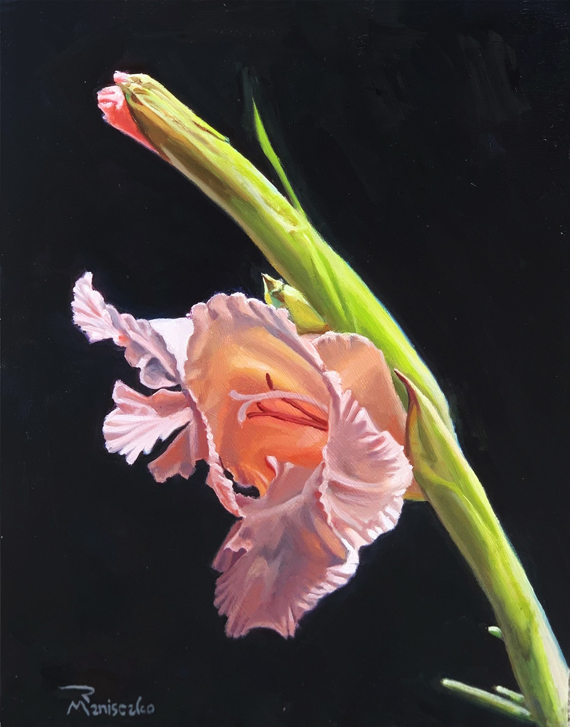 Iris Iris