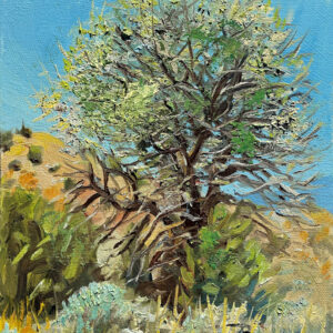 fremont cottonwooed tree