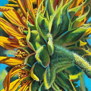 behind the scene sunflower