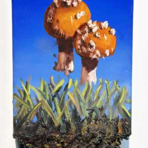 Amanita Muscaria