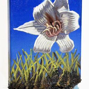 Crinum Bulbisperm