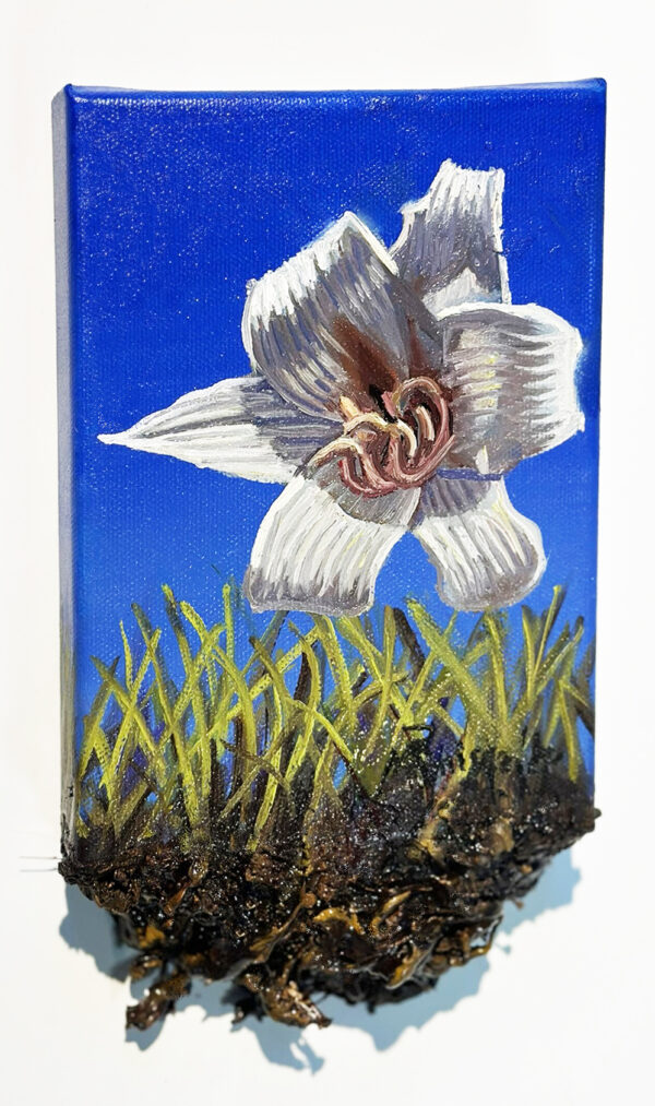 Crinum Bulbisperm
