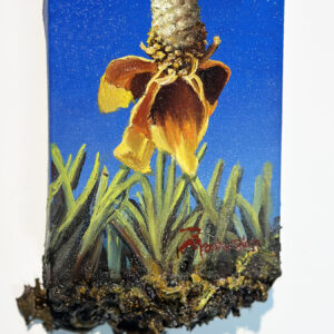 Upright Prairie Coneflower