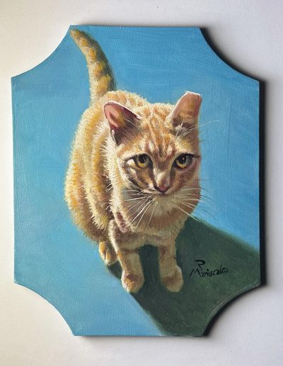 Toby the Maniscalico Cat